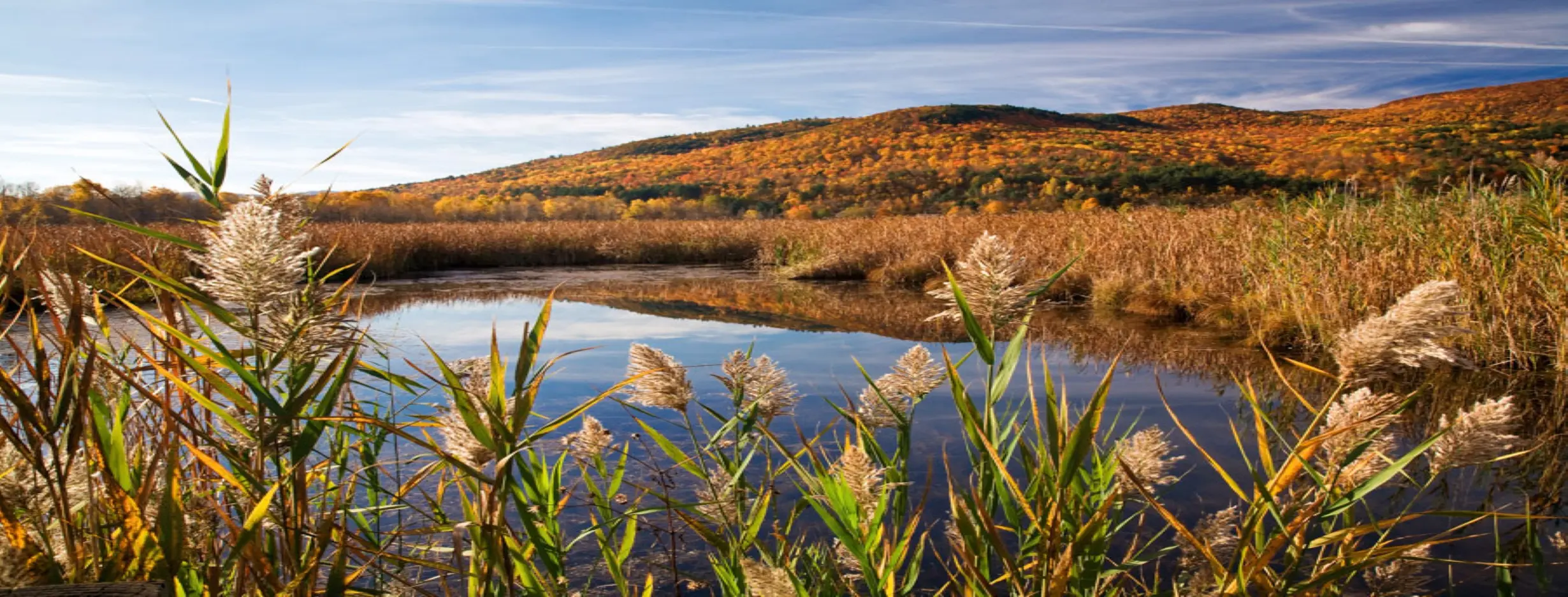 Image for Marshland Excursion